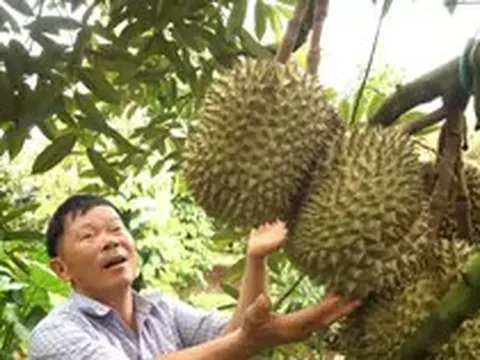 Để nông sản tỷ đô không vỡ trận xuất khẩu - Kỳ 2: Lộ 'miếng bánh' béo bở