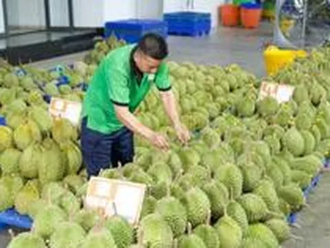 Gỡ 'vòng kim cô', mở lối cho trái cây Việt xuất ngoại