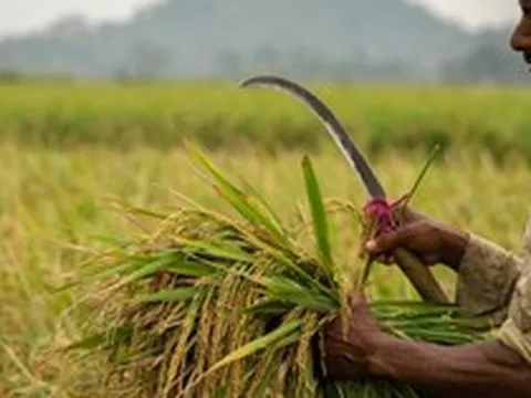 'Khách sộp' mua gạo báo tin vui đến Việt Nam, Thái Lan