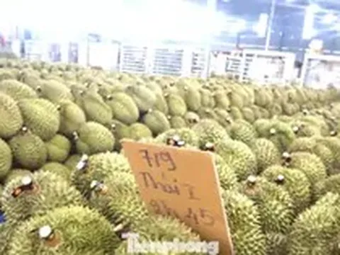 'Nóng' chất vấn sai phạm xuất khẩu sầu riêng