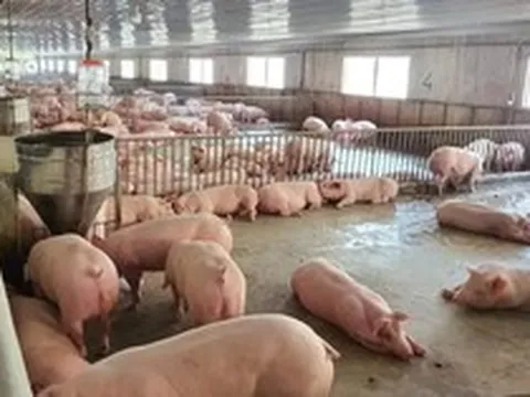 Giá lợn hơi tiếp tục giảm