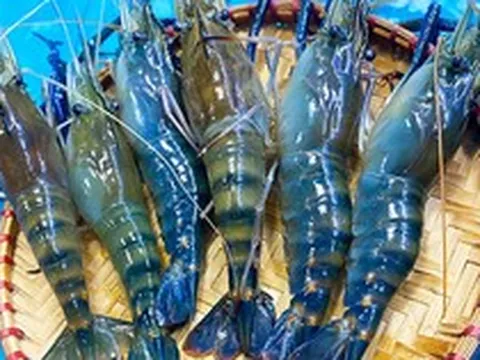Nông dân miền Tây dùng nguyên liệu bất ngờ để vỗ béo tôm càng xanh