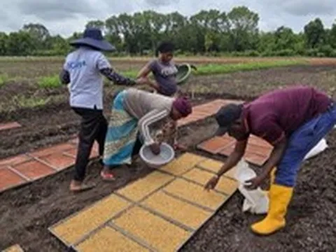 Gạo Việt Nam, Thái Lan bất ngờ có thêm đối thủ: Được Trung Quốc cực kỳ ưa chuộng, nắm giữ lợi thế lớn