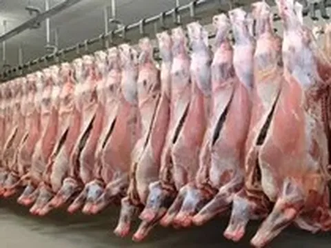 Hơn 100.000 tấn thịt Ấn Độ vào Việt Nam, phần lớn là thịt trâu đông lạnh