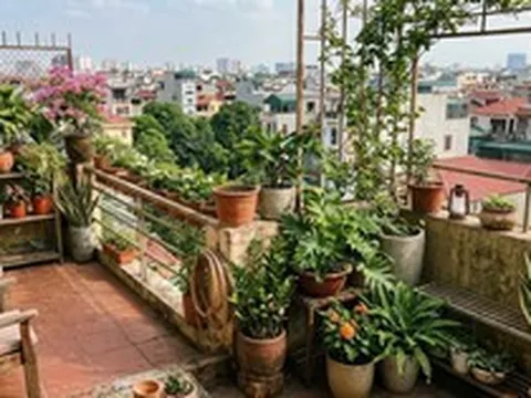 Lời khuyên khi đặt nhiều chậu cây trên ban công, sân thượng