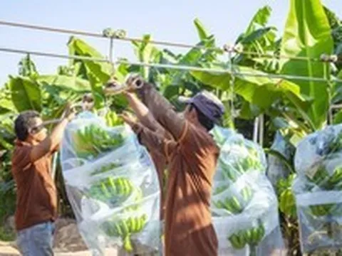 Loại quả trồng nhiều ở Việt Nam giúp Campuchia 'hái ra tiền': 95% lượng xuất khẩu đổ về một thị trường