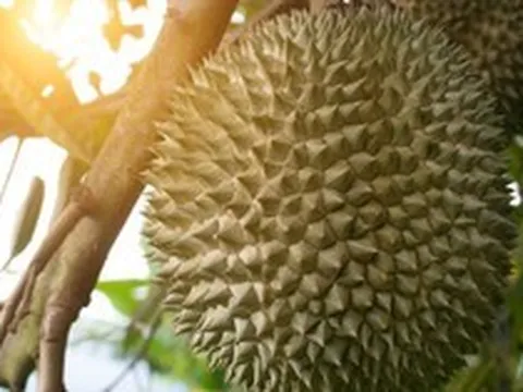 Loại sầu riêng đặc biệt đang được bán gần 1 triệu đồng/quả
