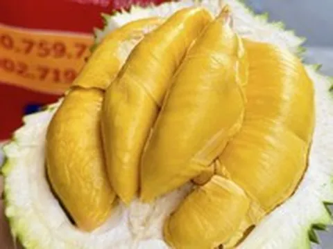 Vì sao sầu riêng tiền triệu luôn hút khách?