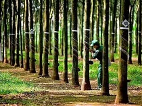 Công ty từng thuộc hệ sinh thái GVR, doanh thu 900 tỷ: Nay sắp biến mất khỏi sàn, toàn bộ lao động đã nghỉ việc