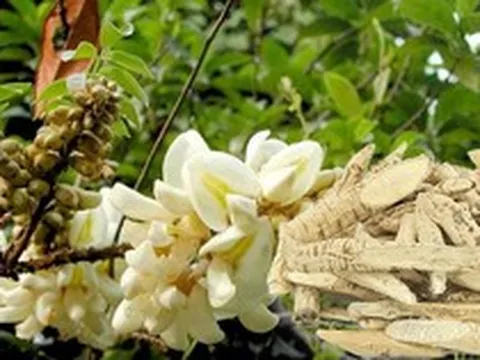 Dù bị can ngăn, anh nông dân quyết trồng loại củ ở độ sâu 20cm: 5 năm sau "báu vật tiền tỷ" xuất hiện