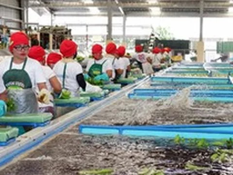 Sau sầu riêng, đến lượt một loại quả quen thuộc của Việt Nam đang lên cơn sốt: Sản xuất 2,3 triệu tấn nhưng không đủ để xuất khẩu, Trung Quốc thu mua toàn bộ