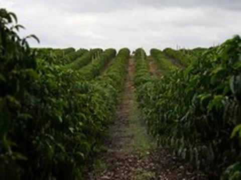 Bầu Đức đầu tư 20.000ha 'sản vật' tỷ đô của Việt Nam: trồng trên cao nguyên cao 1.350m quanh năm mát mẻ, sản lượng khủng hơn 7 kg quả/cây
