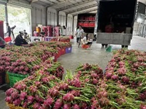 Thanh long rớt giá thảm, khi thị trường lớn không còn ‘gánh’ nguồn cung