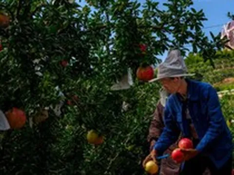 Đắt như sầu riêng, Trung Quốc làm giàu với loại quả Việt Nam có rất nhiều: Trồng ở nơi chỉ 15,1°C, sản lượng hơn 800.000 tấn