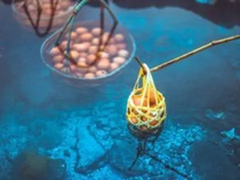 Việt Nam có suối nước nóng hơn 80°C giữa rừng nhiệt đới 280 ha, trứng thả xuống là chín: Công ty đứng sau liên quan Novaland, hơn 1.400 tỷ đang thế chấp ngân hàng