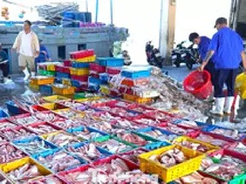 Ngư dân Đà Nẵng trúng đậm mùa cá bã trầu lớn nhất năm