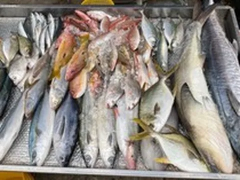 5 loại cá ra chợ thấy phải mua ngay kẻo hết: Không thể nuôi nhân tạo, xương ít, thịt ngon, cực tốt cho sức khỏe
