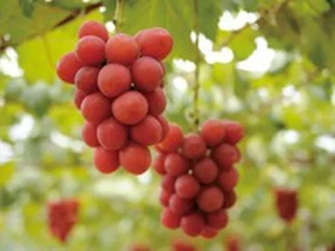 Người Nhật 'hô biến' loại quả bán đầy chợ Việt thành 'hàng xa xỉ', giá 180 triệu đồng/chùm: Cân nặng, độ đường đều phải đạt chuẩn từng li từng tí