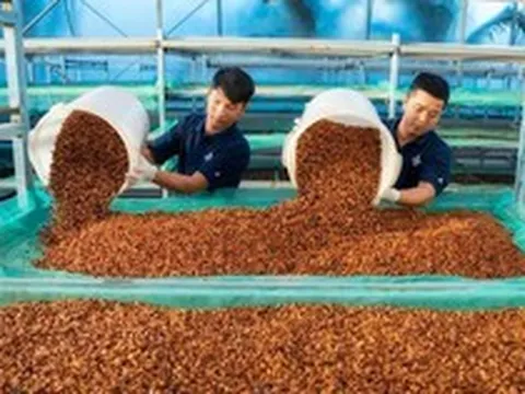 Xuất khẩu cà phê lập kỷ lục, mang về 8,5 tỷ USD