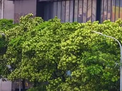Hà Nội ban hành danh mục quản lý cây xanh: Không còn cây hoa sữa