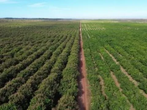 Việt Nam có một tỷ phú sang Lào, Campuchia trồng 5.400 ha xoài: xuất khẩu đi Trung Quốc, sản lượng dự kiến 100.000 tấn/năm