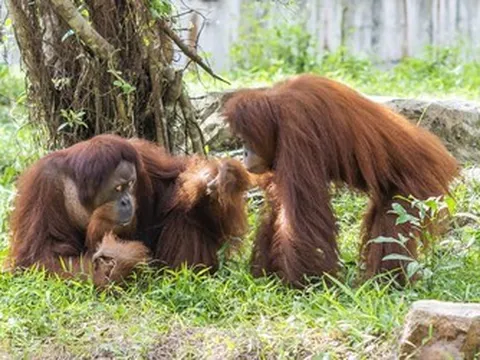Từ hơn 4.000 cá thể đến mạng lưới bảo tồn quốc tế: Vinpearl Safari đã đi xa đến đâu sau hơn một thập kỷ?
