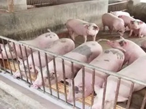 Giá lợn hơi chạm đáy mới