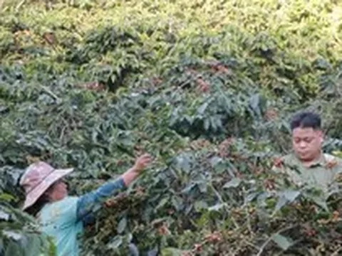 Cà phê Arabica của Sơn La sẽ lên sàn đấu giá tại Hawaii, Mỹ